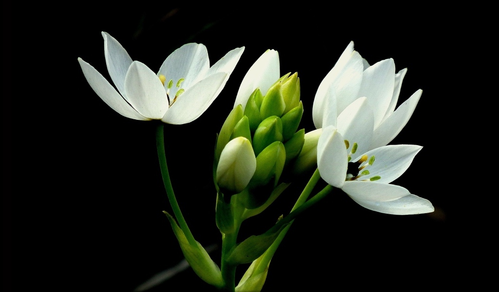 Красивый белый цветок лилии на черном фоне