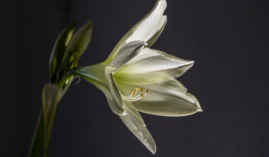 Красивая белая лилия на сером фоне