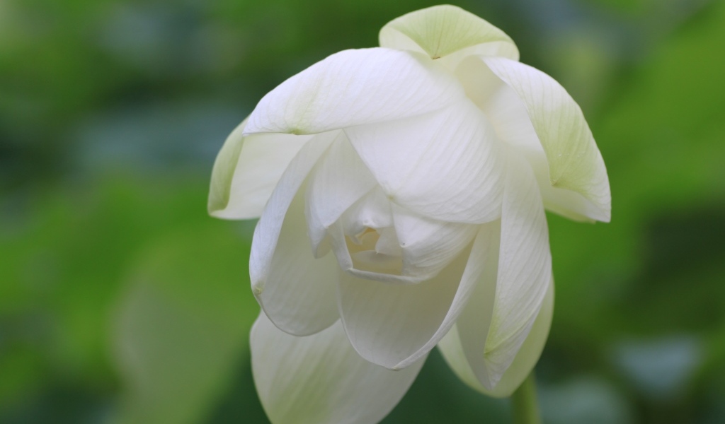 Красивый белый цветок лотоса вблизи