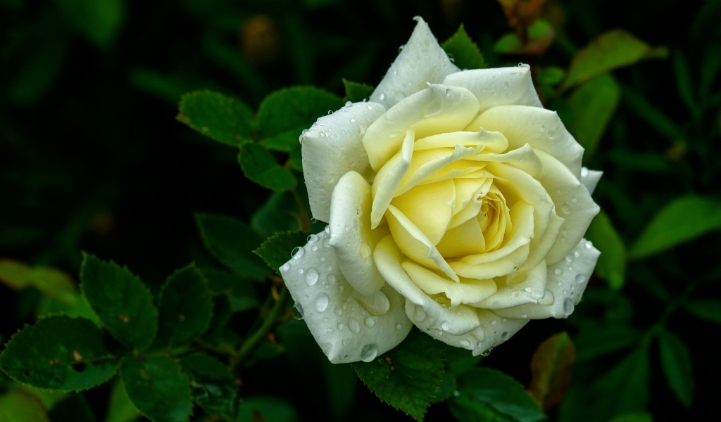 Красивая белая роза в каплях росы на клумбе летом