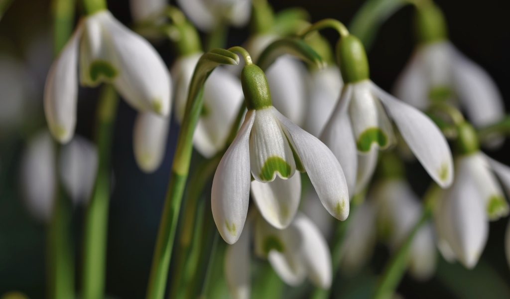 Красивые белые весенние цветы подснежники