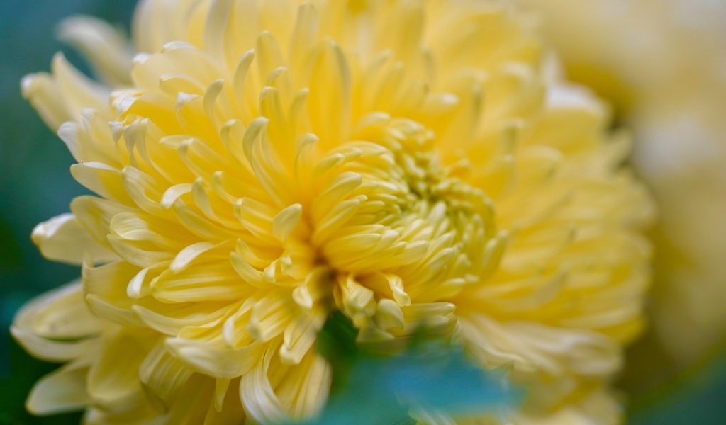 Красивый желтый цветок хризантемы крупным планом