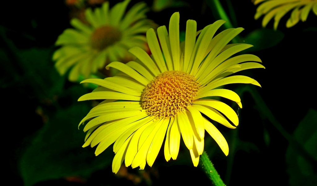 Красивые желтые ромашки вблизи