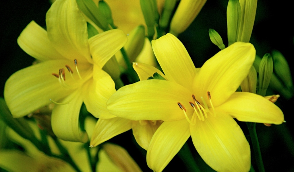 Красивая желтая садовая лилия