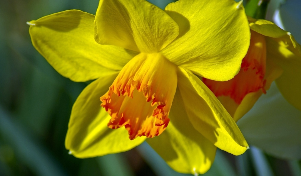 Красивый желтый цветок нарцисса крупным планом