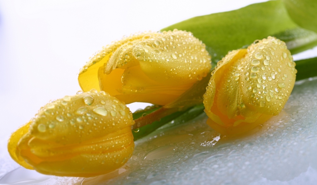 Красивые желтые тюльпаны в каплях воды