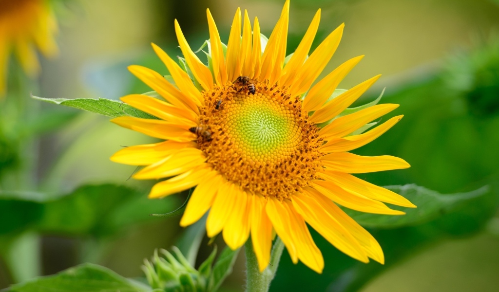 Пчелы опыляют большой желтый подсолнух