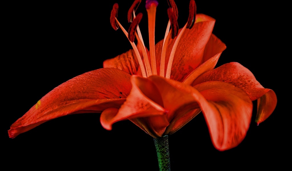 Большая красивая красная лилия на черном фоне