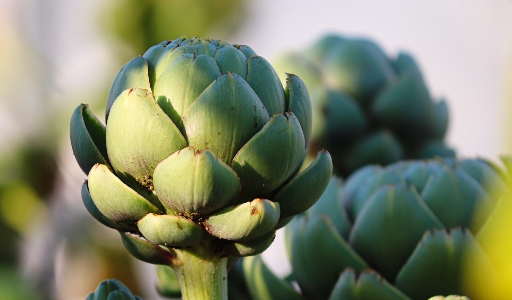 Большой зеленый артишок крупным планом