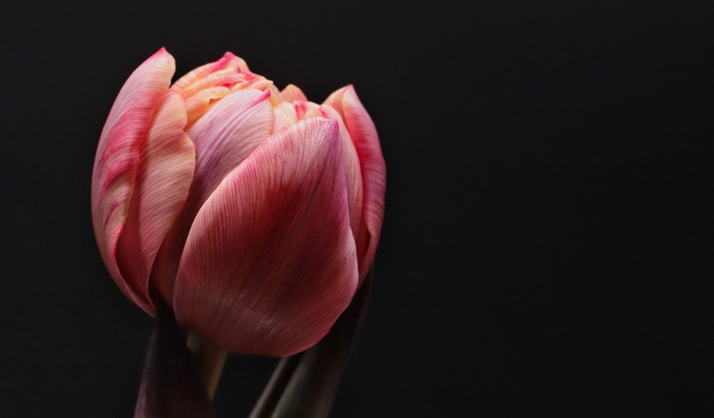 Большой розовый тюльпан на черном фоне