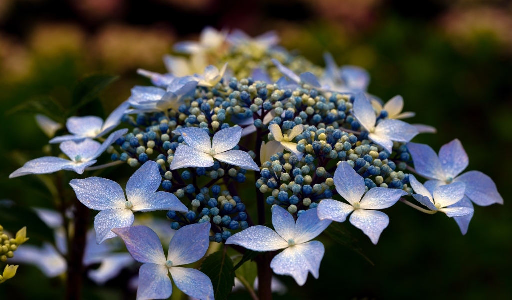 Распускающийся цветок гортензии