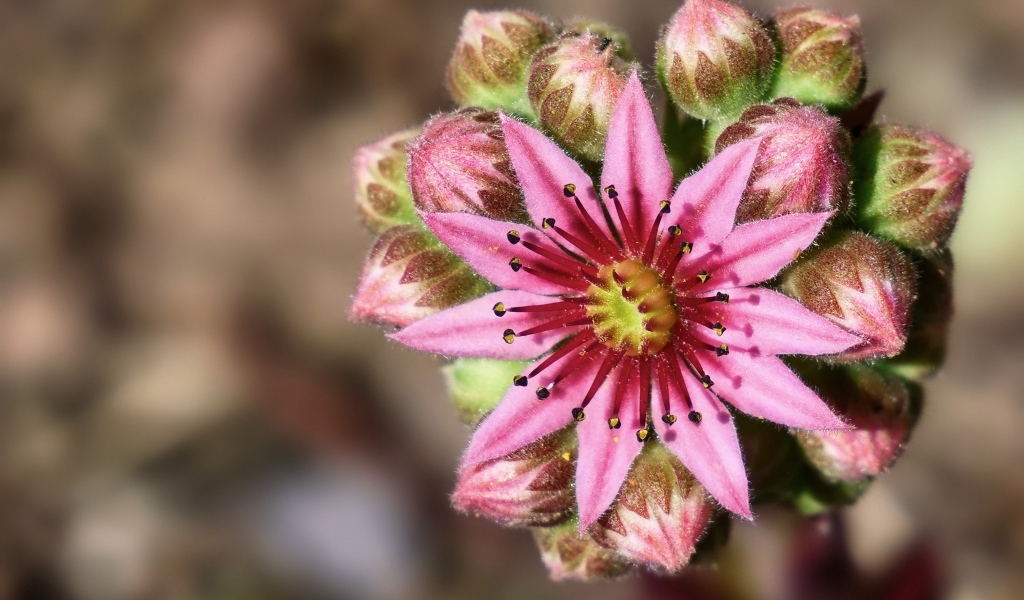 Цветущий розовый цветок молодило 