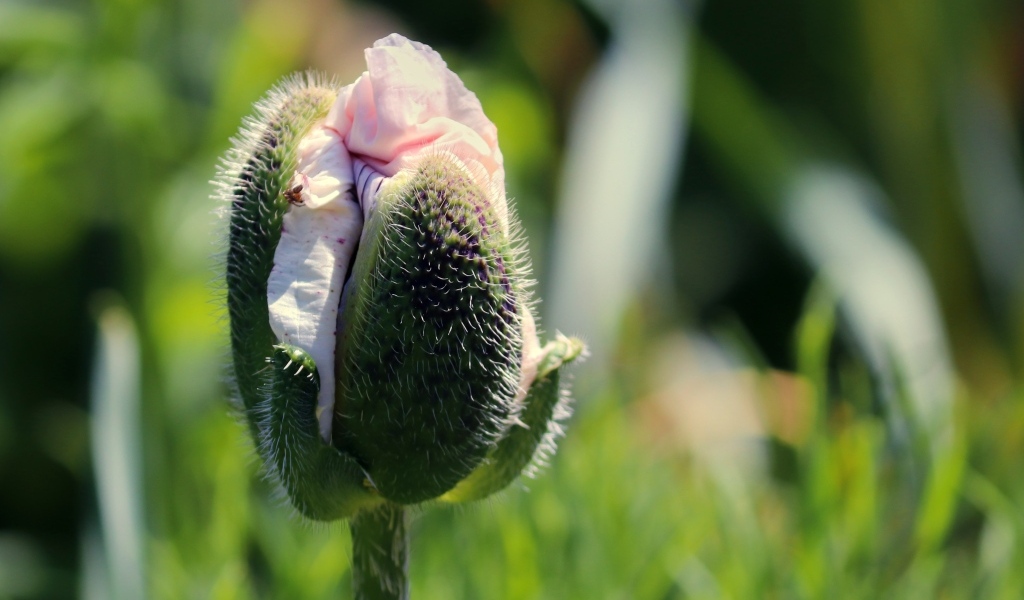 Распускающийся розовый цветок мака