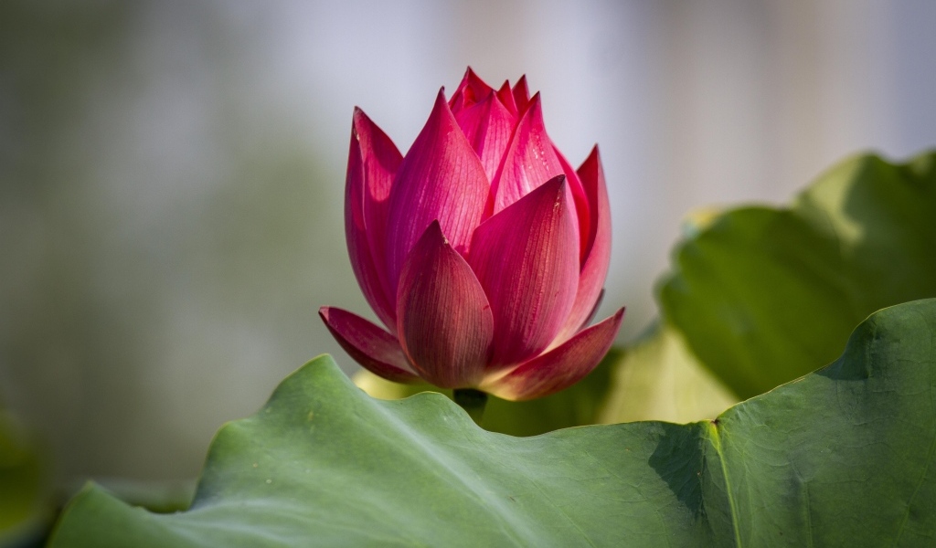 Распускающийся красный цветок лотоса с зелеными листьями