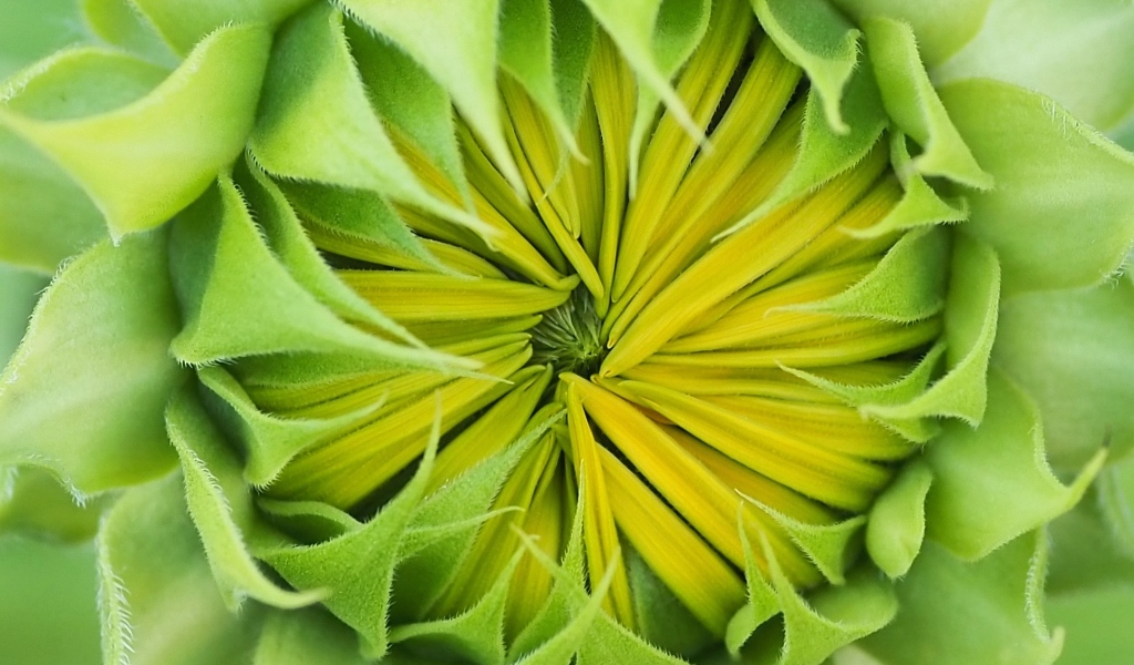 Распускающийся цветок подсолнуха