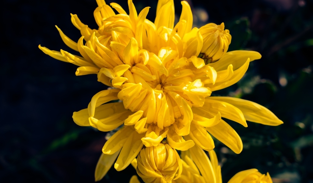 Распускающаяся желтая хризантема вблизи