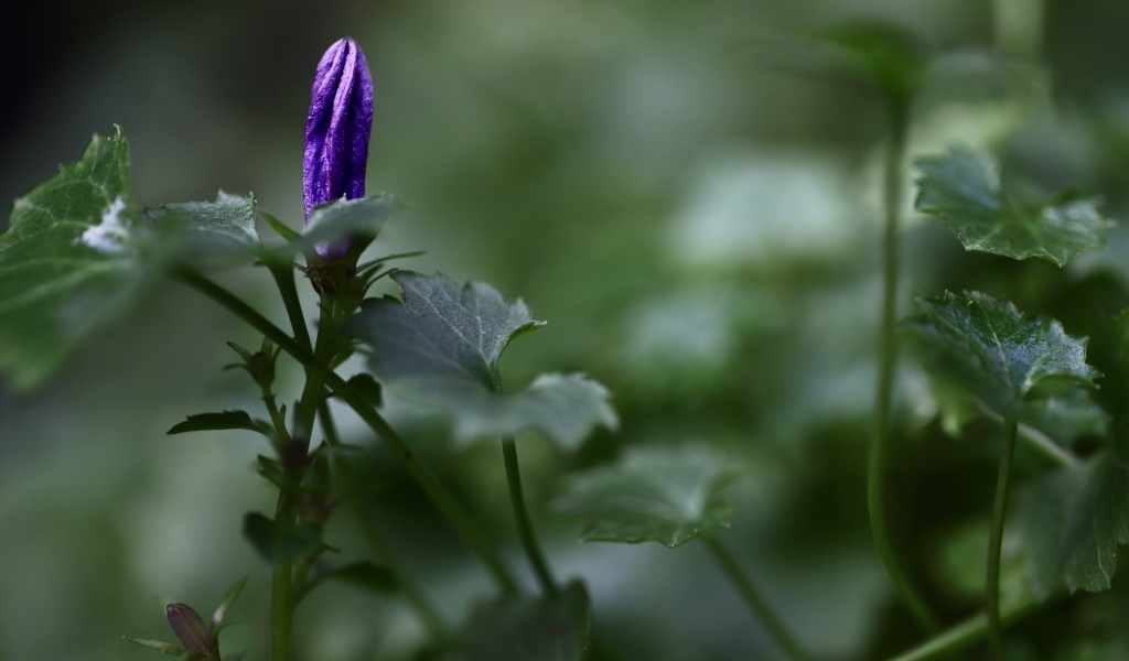 Распускающийся синий цветок колокольчика