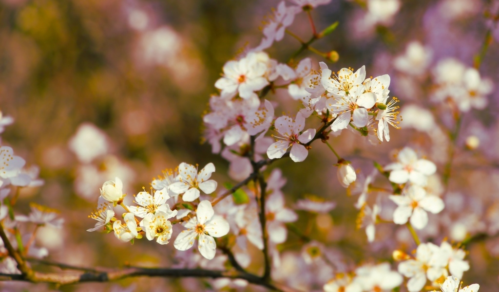 Цветущие ветки вишни весной в лучах солнца