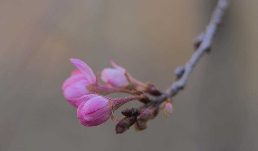 Распускающиеся цветы на ветке дерева