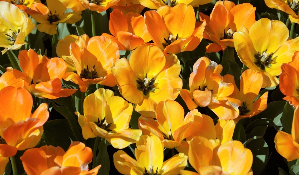 Распустившиеся оранжевые тюльпаны на клумбе