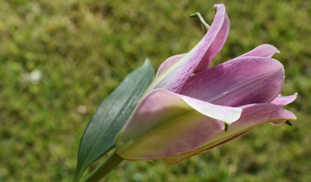 Распускающийся цветок розовой лилии