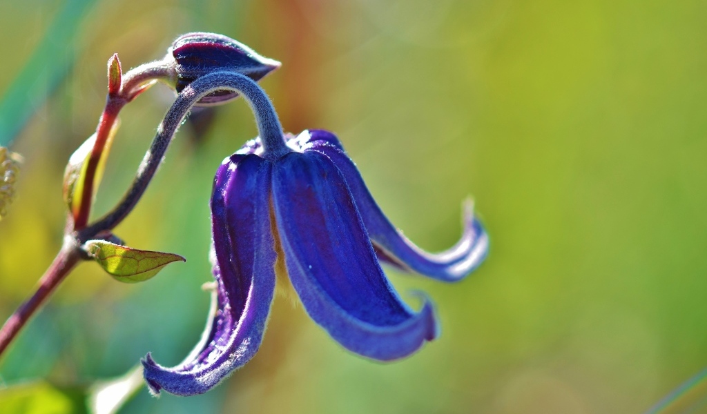 Синий цветок колокольчика крупным планом