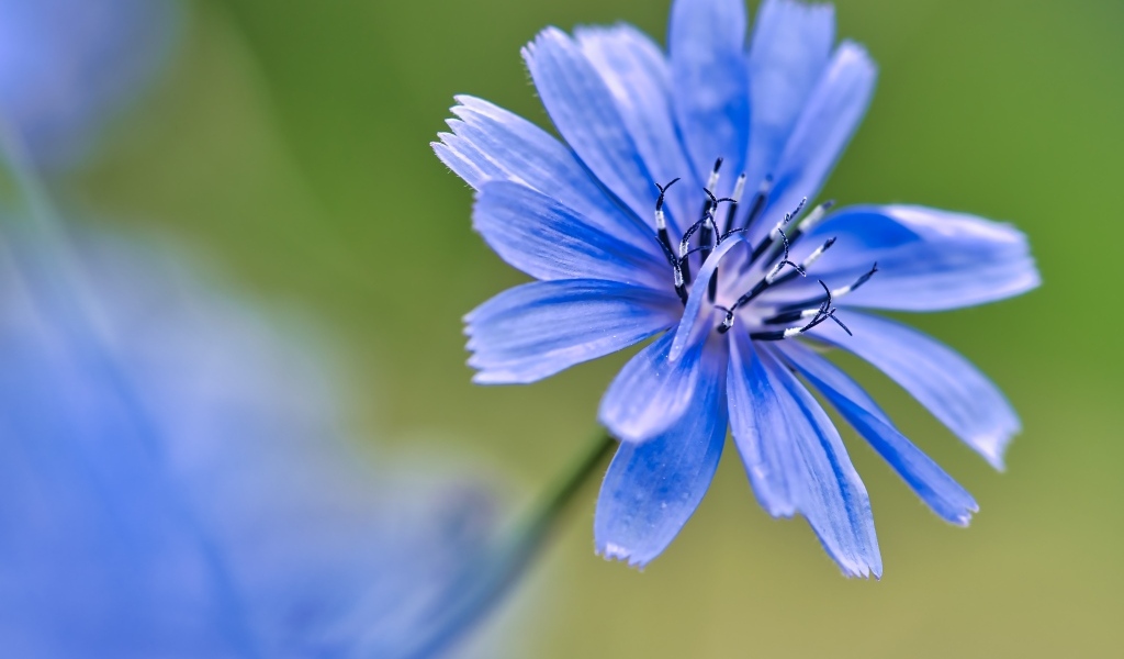 Синий цветок цикория крупным планом