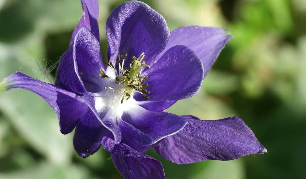 Синий цветок водосбора крупным планом