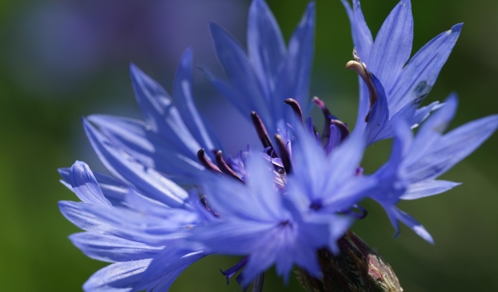 Цветок синего василька вблизи