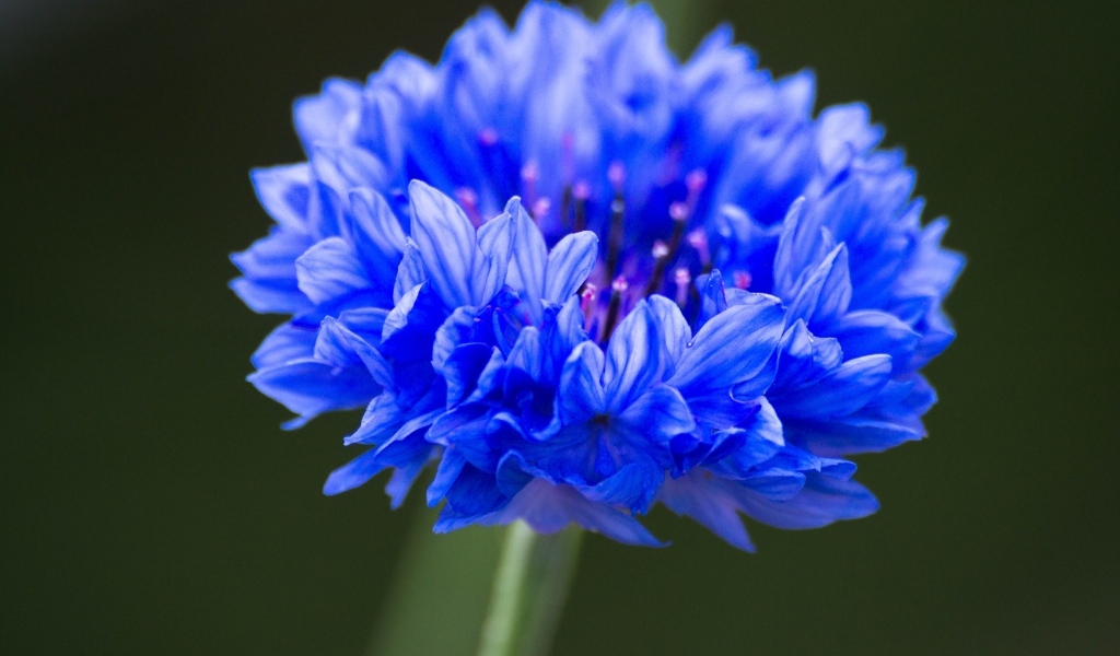 Синий цветок василька крупным планом