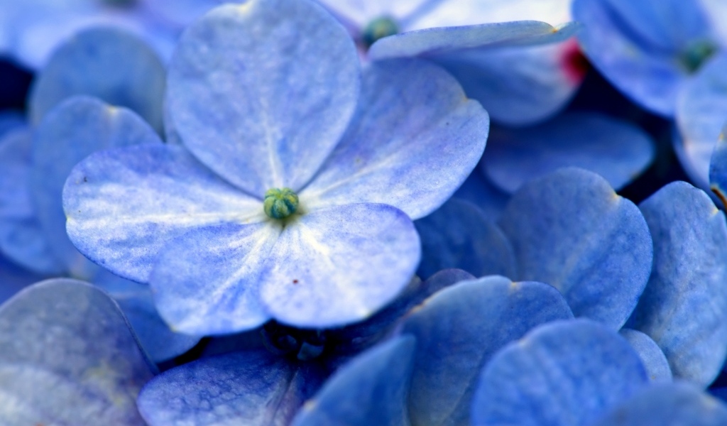 Голубые нежные цветы гортензии крупным планом