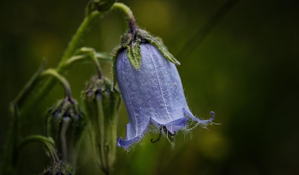 Синий опустившийся цветок колокольчика
