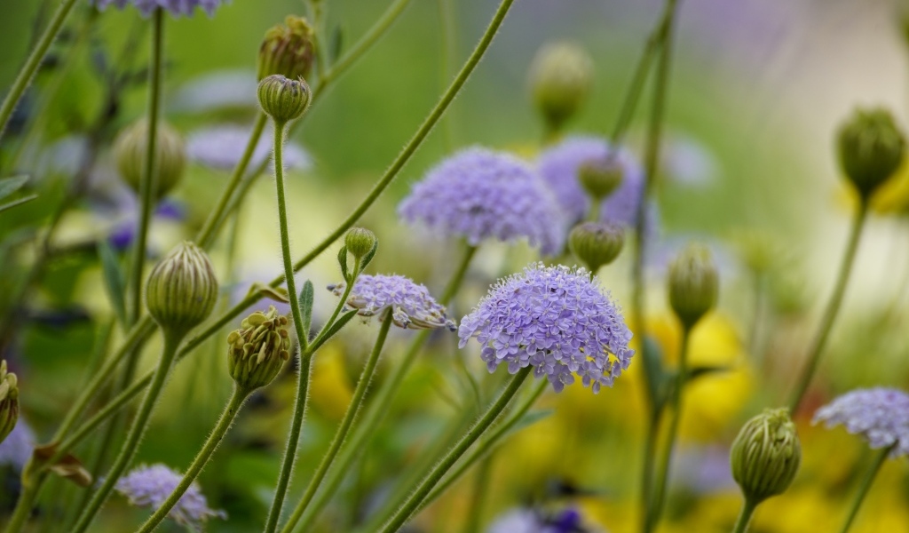 Синий садовый цветок трахимена крупным планом