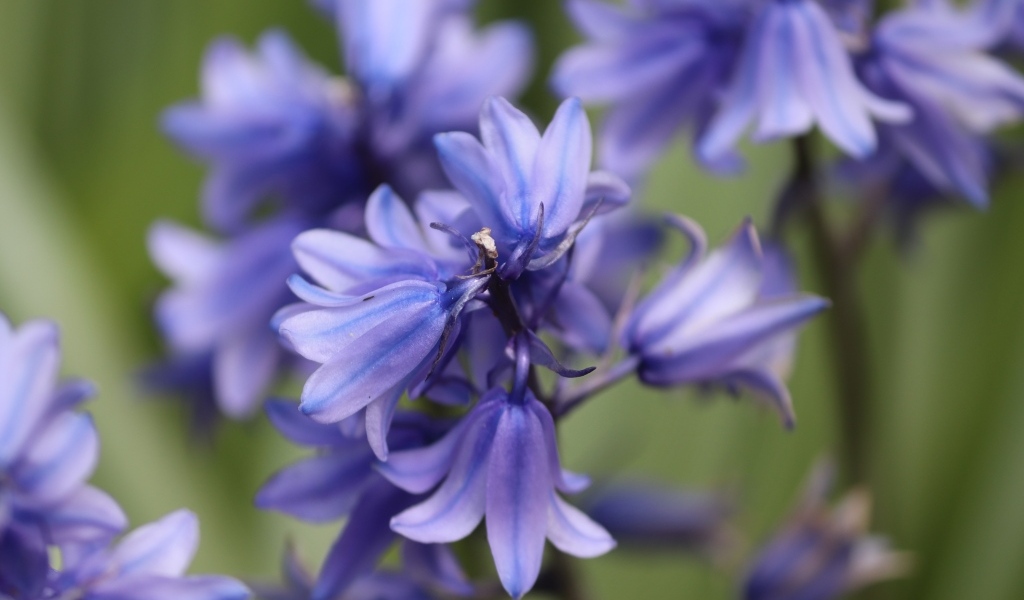 Синие цветы гиацинта вид сверху