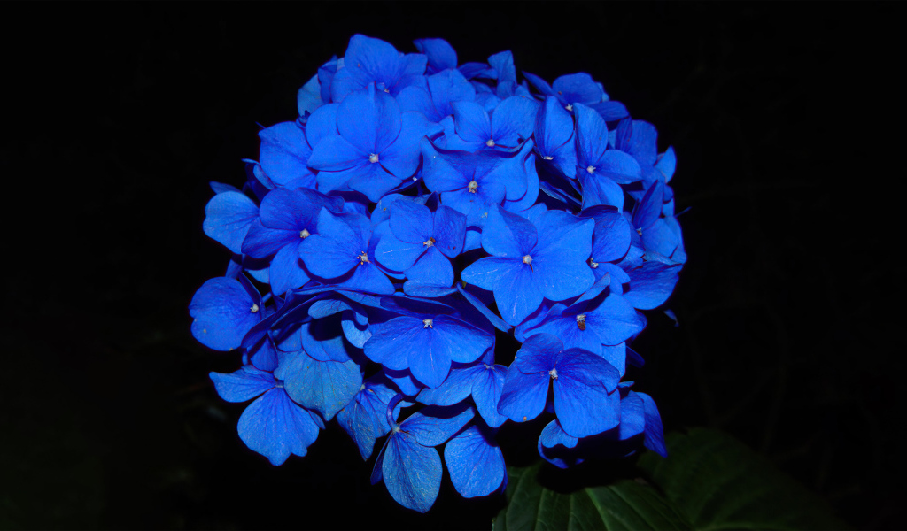 Синие цветы гортензии на черном фоне