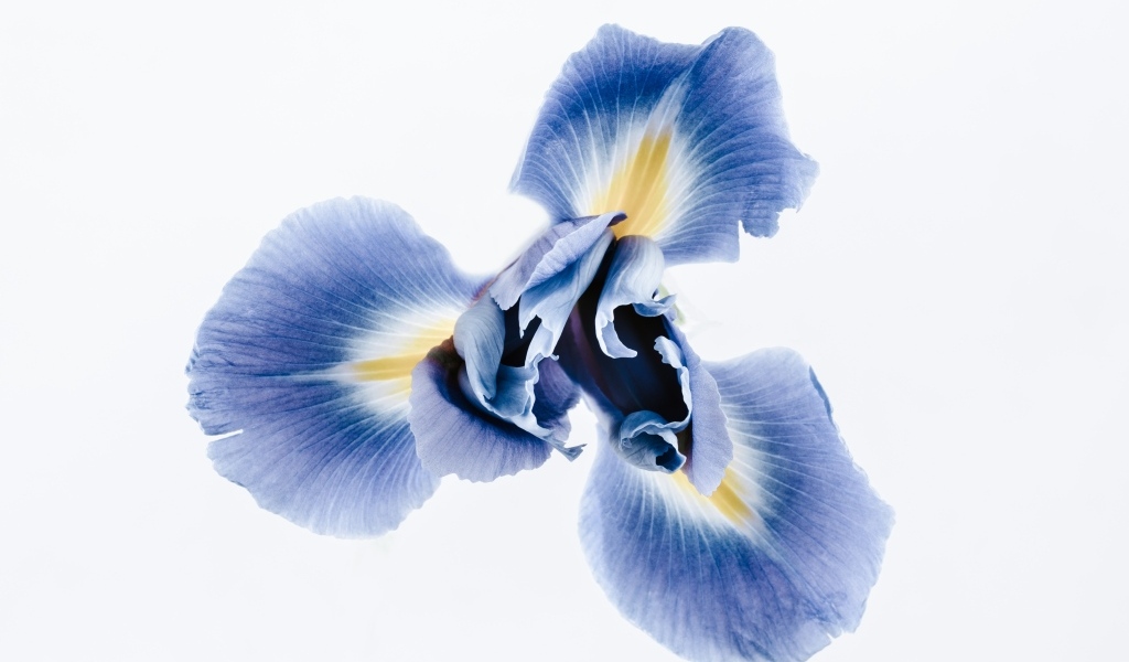 Синий цветок ириса на сером фоне