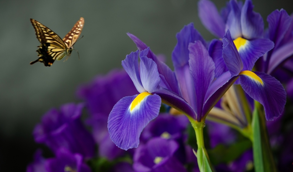 Синие цветы ириса с бабочкой
