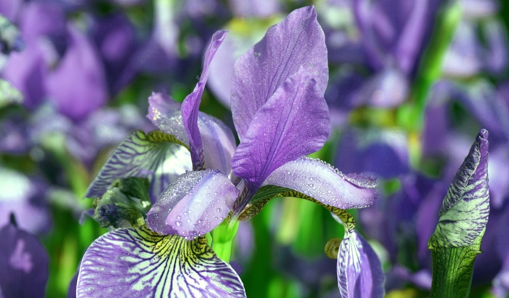 Синие цветы ириса с мокрыми лепестками