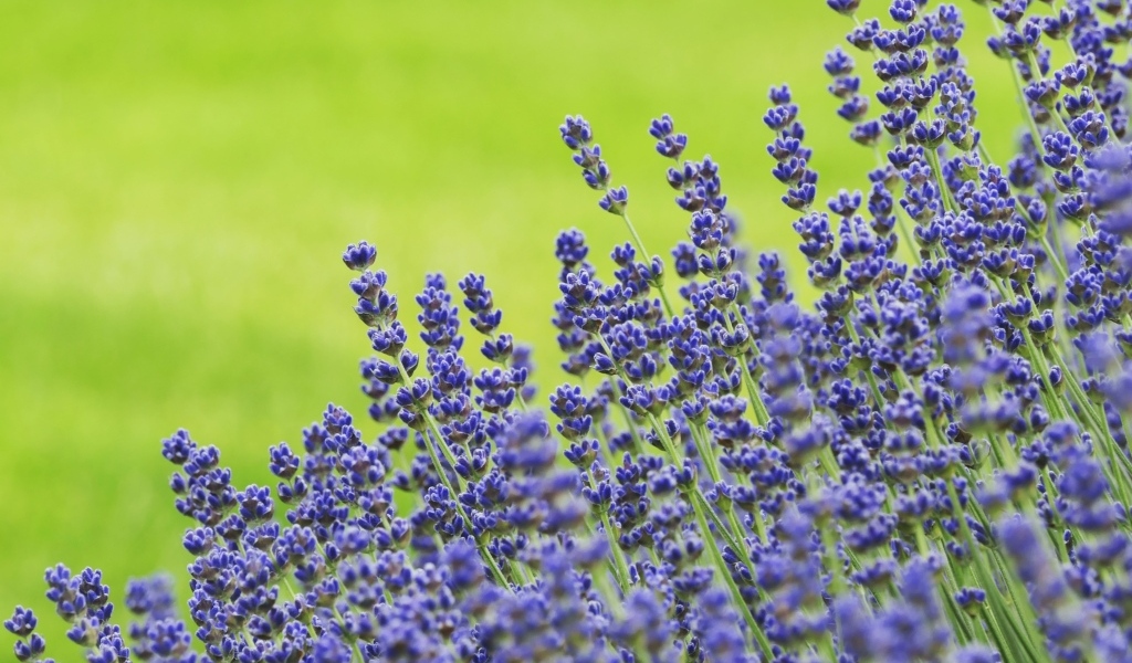 Синие цветы лаванды на зеленом фоне