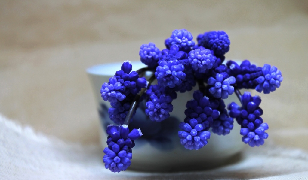 Синие цветы мускари в белой вазе на столе