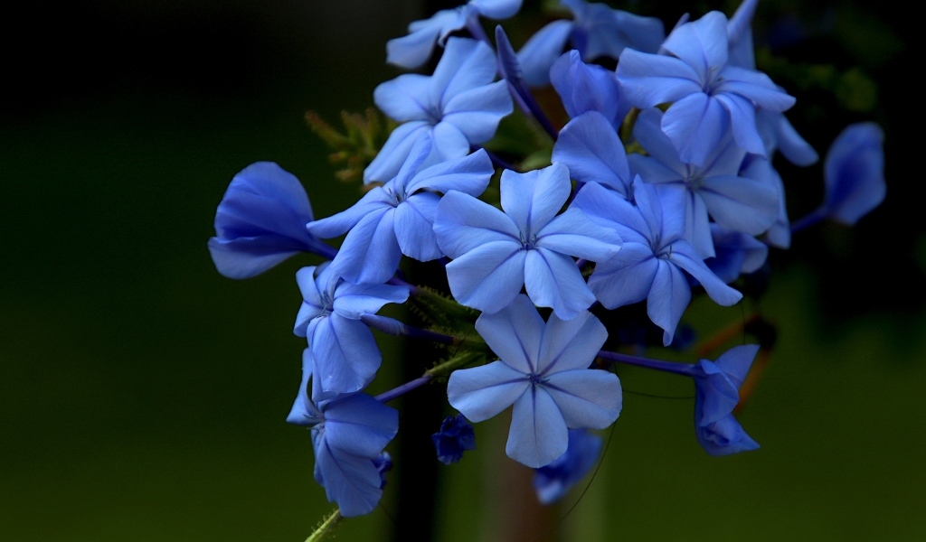 Голубой цветок флоксы крупным планом