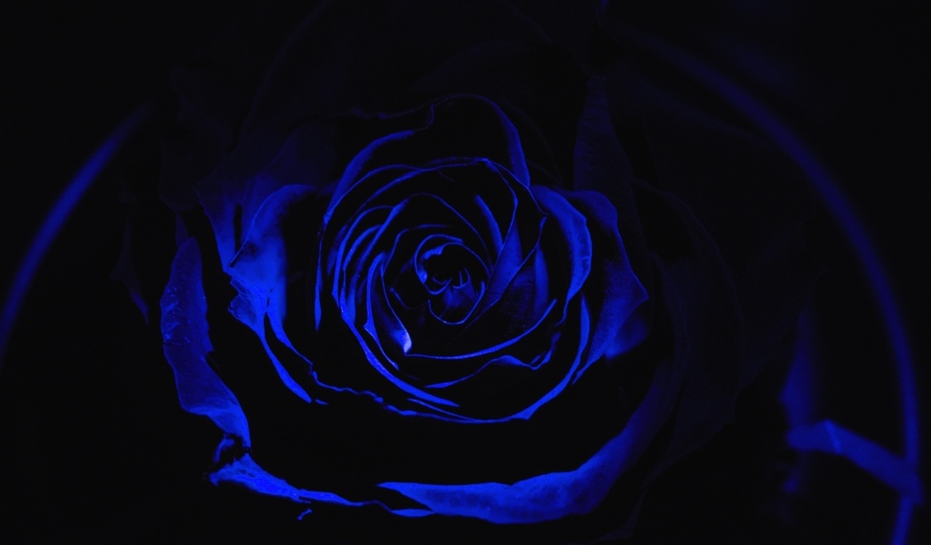 Голубая роза на черном фоне крупным планом
