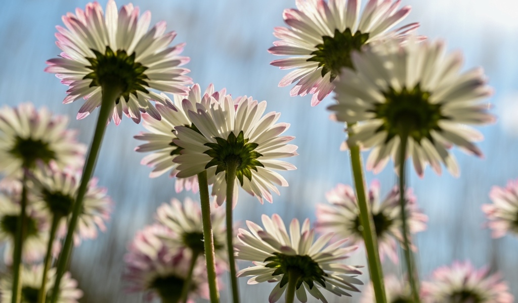 Вид снизу на маленькие цветы маргаритки