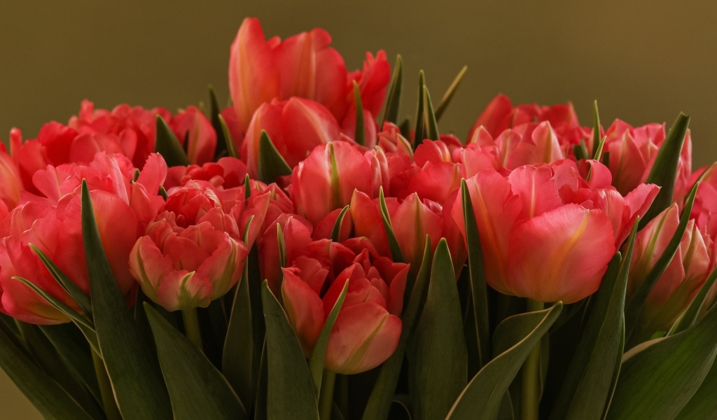 Букет красивых розовых тюльпанов с зелеными листьями