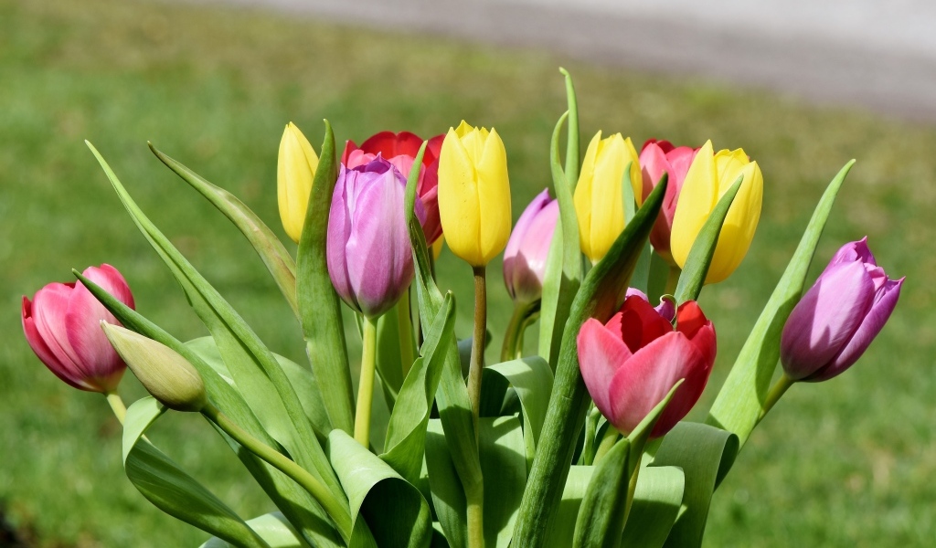 Букет свежих разноцветных тюльпанов