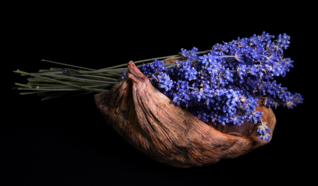 Букет цветов лаванды в коряге на черном фоне