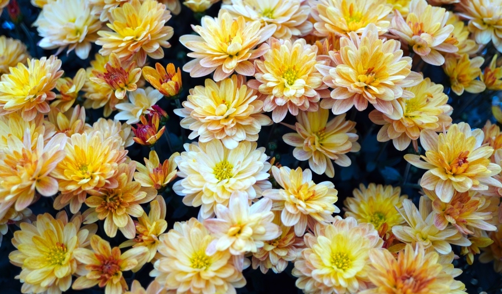 Букет оранжевых цветов хризантемы вблизи