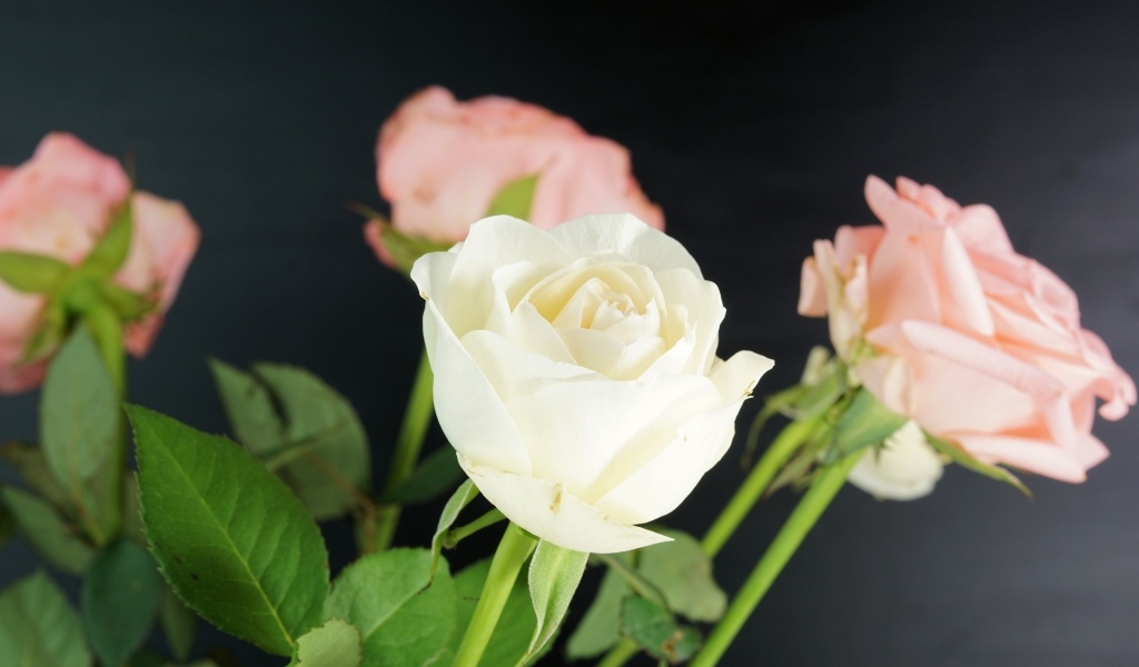 Букет розовых и белых роз на сером фоне