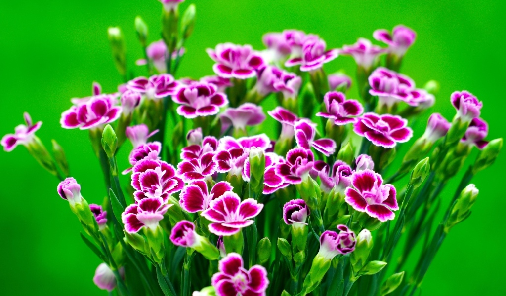 Букет розовых цветов гвоздики на зеленом фоне