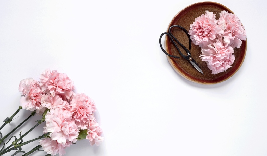 Букет розовых гвоздик с ножницами на белом фоне